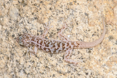 Phyllodactylus nocticolus