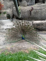 Pavo cristatus
