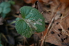 Stigmella aurella - Photo (c) Gerrit Öhm, some rights reserved (CC BY-NC), uploaded by Gerrit Öhm