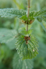 Dasineura dioicae