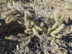 Cylindropuntia ganderi