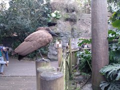 Scopidae