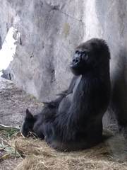 Gorilla