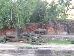 Rhinocerotidae