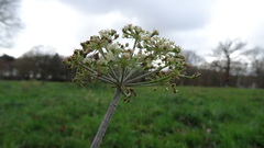 Heracleum