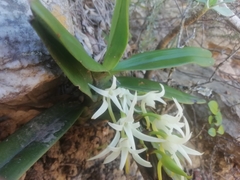 Cyrtorchis arcuata arcuata