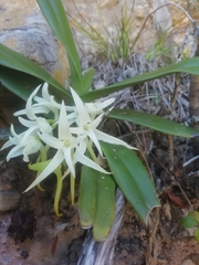 Cyrtorchis arcuata arcuata