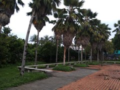 Pritchardia pacifica