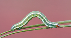 Macaria distribuaria