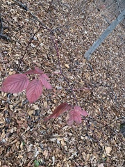 Rubus laetus