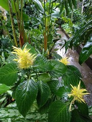 Schaueria calytricha