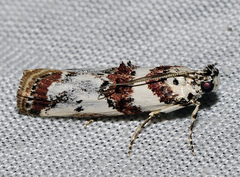 Asalebria geminella