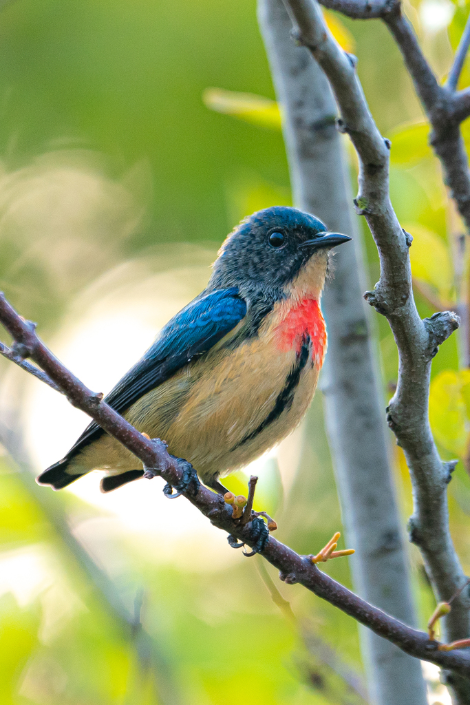 Fire-breasted Flowerpecker (Dicaeum ignipectus) photo