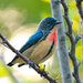 Fire-breasted Flowerpecker - Photo (c) Kelvin Joshua Che, some rights reserved (CC BY-NC), uploaded by Kelvin Joshua Che