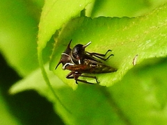 Heteronotus