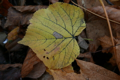 Phyllonorycter messaniella