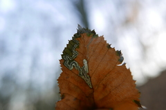 Stigmella carpinella