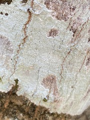 Phlyctis boliviensis