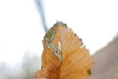 Stigmella carpinella