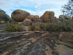 Encholirium spectabile