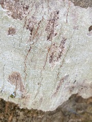 Phlyctis boliviensis