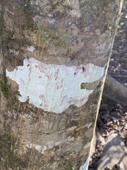 Phlyctis boliviensis