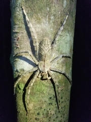Heteropoda boiei