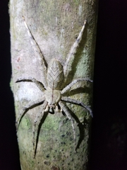 Heteropoda boiei