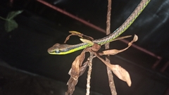 Dendrelaphis formosus