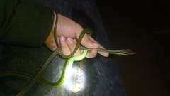 Dendrelaphis formosus