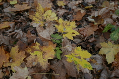 Phyllonorycter joannisi