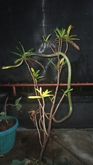 Dendrelaphis formosus