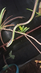 Dendrelaphis formosus