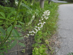 Melilotus albus