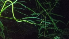 Dendrelaphis formosus