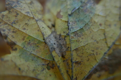 Phyllonorycter joannisi