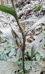 Tropidieae