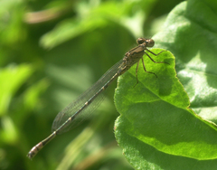 Pseudagrion massaicum