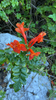 Cape Honeysuckle - Photo (c) sdhimages, some rights reserved (CC BY-NC)