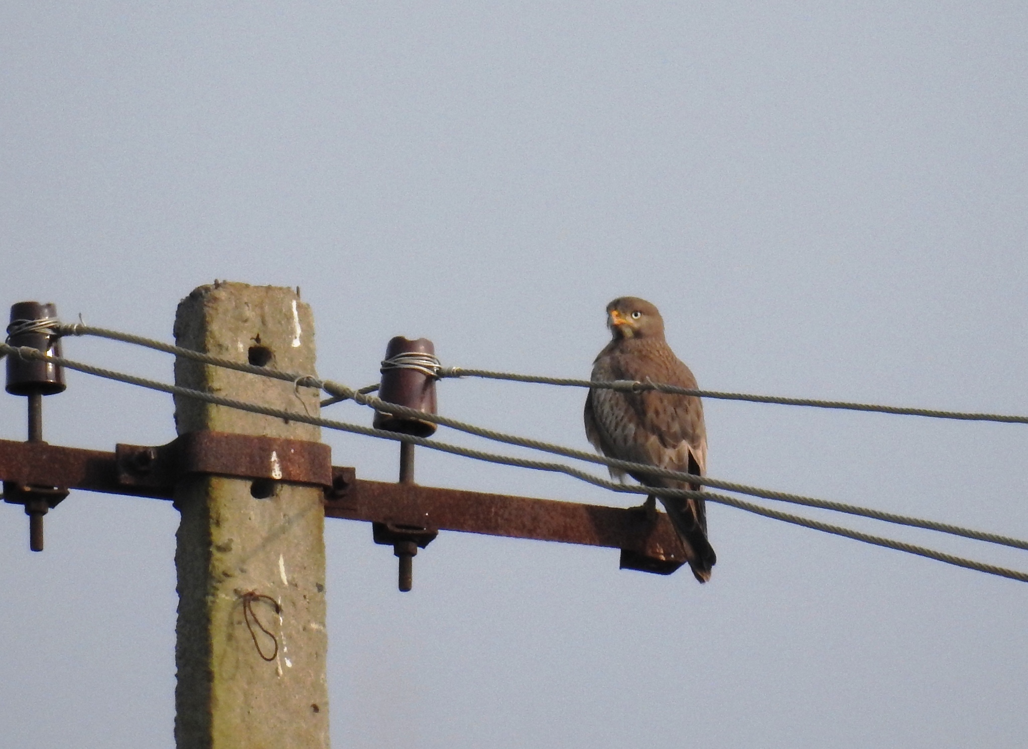 White-eyed Buzzard