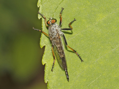 Neoitamus flavofemoratus