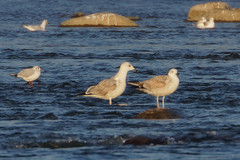 Larus cachinnans
