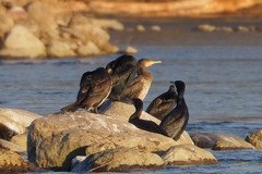 Phalacrocorax carbo