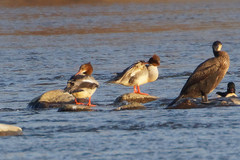Mergus merganser