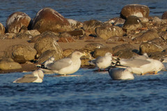 Larus argentatus