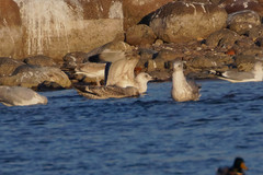 Larus argentatus