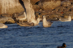 Larus argentatus