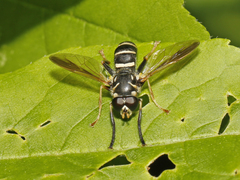 Temnostoma balyras