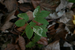 Phytomyza pubicornis