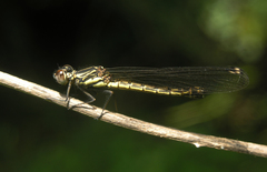 Platycypha caligata